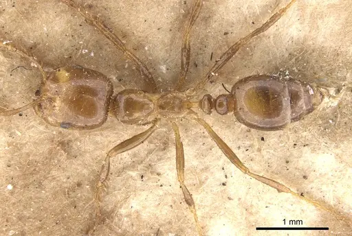 Solenopsis geminata specimen CASENT0902347 image casent0902347_1