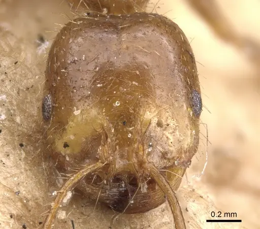 Solenopsis geminata specimen CASENT0902347 image casent0902347_2