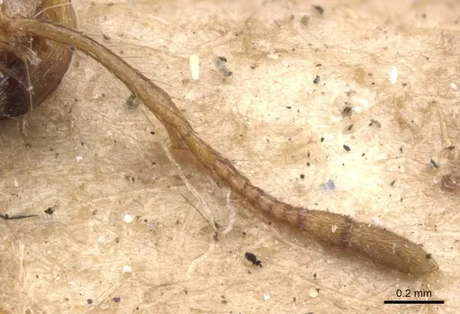 Solenopsis geminata specimen CASENT0902347 image casent0902347_3