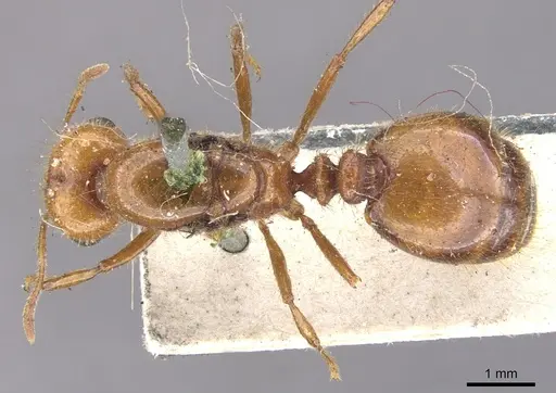 Solenopsis geminata specimen CASENT0902348 image casent0902348_1