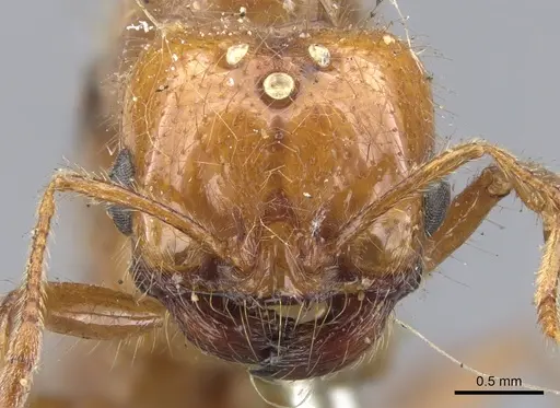 Solenopsis geminata specimen CASENT0902348 image casent0902348_2