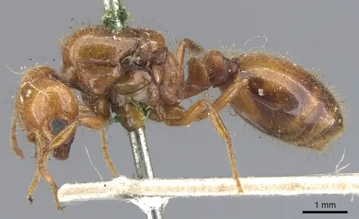 Solenopsis geminata specimen CASENT0902348 image casent0902348_3