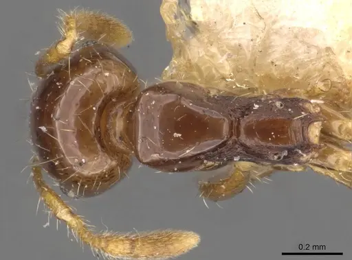Solenopsis geminata specimen CASENT0908793 image casent0908793_1