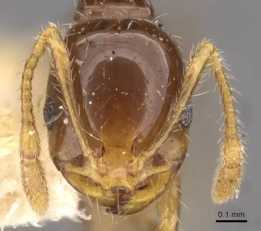 Solenopsis geminata specimen CASENT0908793 image casent0908793_2