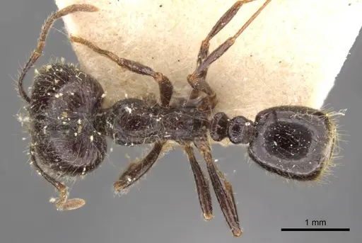 Solenopsis geminata specimen CASENT0908794 image casent0908794_1