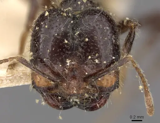 Solenopsis geminata specimen CASENT0908794 image casent0908794_2