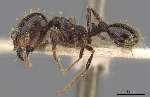 Solenopsis geminata specimen CASENT0908794 image casent0908794_3