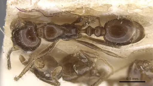 Solenopsis geminata specimen CASENT0913893 image casent0913893_1