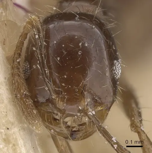 Solenopsis geminata specimen CASENT0913893 image casent0913893_2
