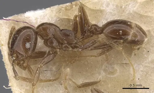 Solenopsis geminata specimen CASENT0913893 image casent0913893_3