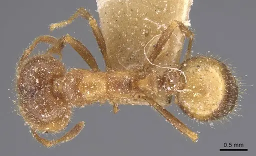 Solenopsis geminata specimen CASENT0913894 image casent0913894_1