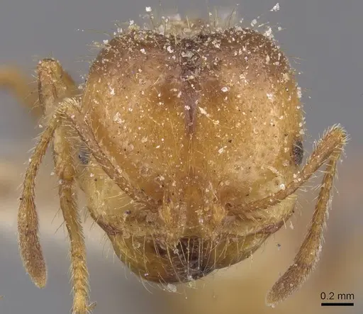 Solenopsis geminata specimen CASENT0913894 image casent0913894_2