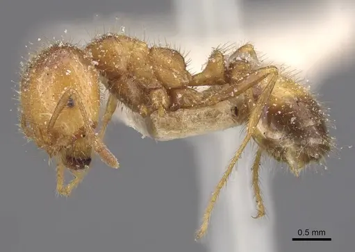 Solenopsis geminata specimen CASENT0913894 image casent0913894_3
