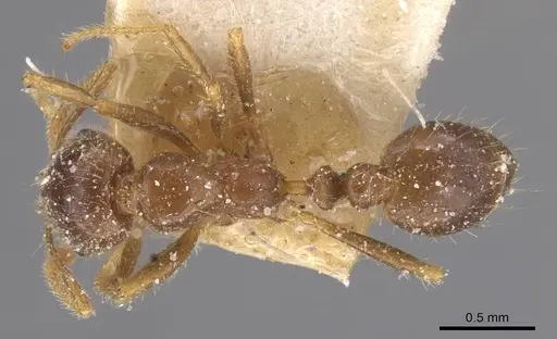 Solenopsis geminata specimen CASENT0913895 image casent0913895_1