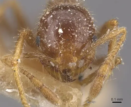 Solenopsis geminata specimen CASENT0913895 image casent0913895_2