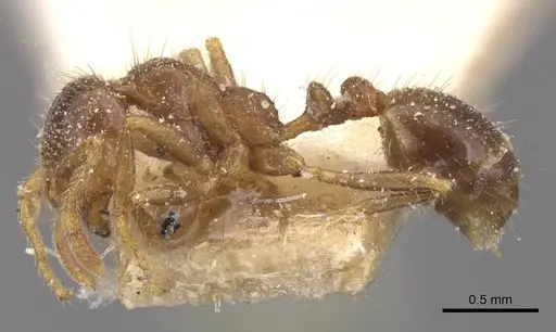 Solenopsis geminata specimen CASENT0913895 image casent0913895_3