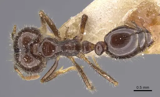 Solenopsis geminata specimen CASENT0913896 image casent0913896_1