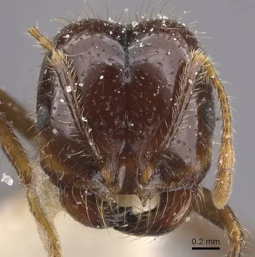 Solenopsis geminata specimen CASENT0913896 image casent0913896_2