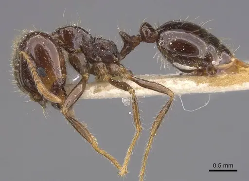 Solenopsis geminata specimen CASENT0913896 image casent0913896_3