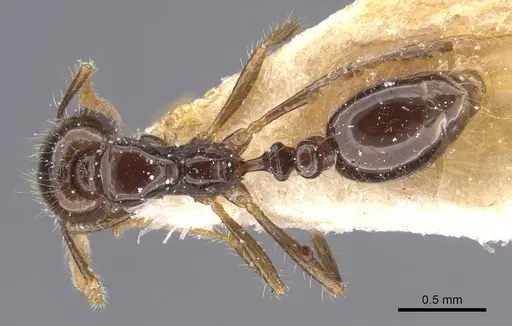 Solenopsis geminata specimen CASENT0913897 image casent0913897_1
