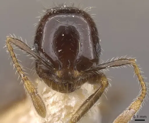 Solenopsis geminata specimen CASENT0913897 image casent0913897_2