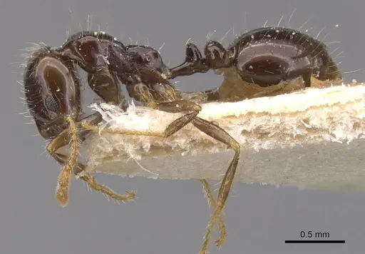 Solenopsis geminata specimen CASENT0913897 image casent0913897_3
