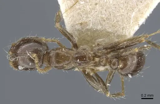 Solenopsis geminata specimen CASENT0917011 image casent0917011_1