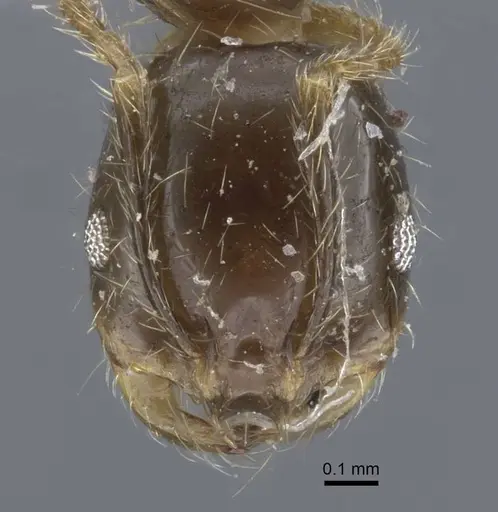 Solenopsis geminata specimen CASENT0917011 image casent0917011_2