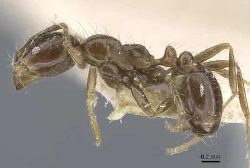 Solenopsis geminata specimen CASENT0917011 image casent0917011_3