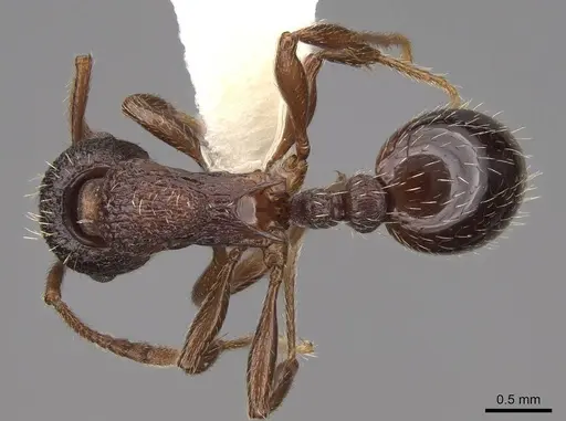 Solenopsis geminata specimen CASENT0922759 image casent0922759_1
