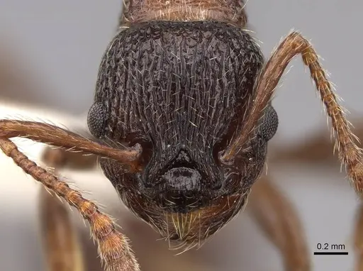 Solenopsis geminata specimen CASENT0922759 image casent0922759_2
