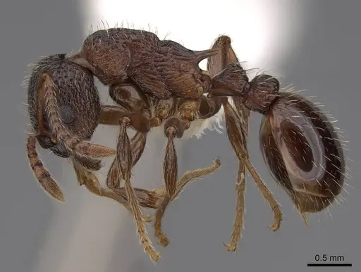 Solenopsis geminata specimen CASENT0922759 image casent0922759_3