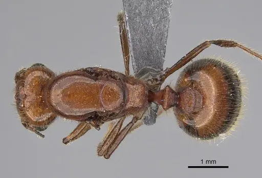 Solenopsis geminata specimen CASENT0923236 image casent0923236_1