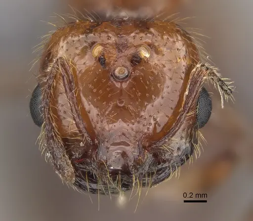 Solenopsis geminata specimen CASENT0923236 image casent0923236_2