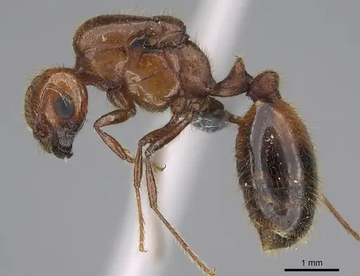 Solenopsis geminata specimen CASENT0923236 image casent0923236_3