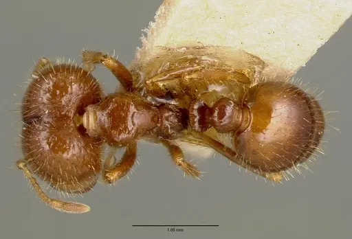 Solenopsis geminata specimen CASTYPE00445-01 image castype00445-01_1