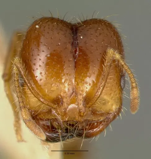 Solenopsis geminata specimen CASTYPE00445-01 image castype00445-01_2