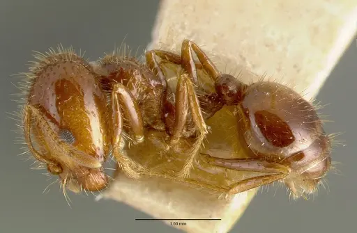 Solenopsis geminata specimen CASTYPE00445-01 image castype00445-01_3