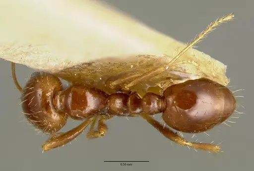 Solenopsis geminata specimen CASTYPE00445-02 image castype00445-02_1