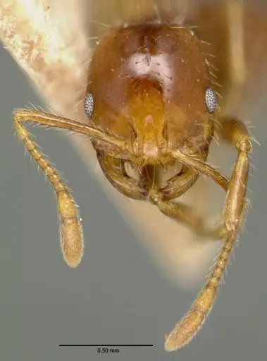 Solenopsis geminata specimen CASTYPE00445-02 image castype00445-02_2