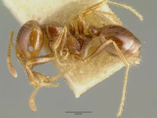 Solenopsis geminata specimen CASTYPE00445-02 image castype00445-02_3