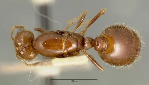 Solenopsis geminata specimen CASTYPE00445-03 image castype00445-03_1