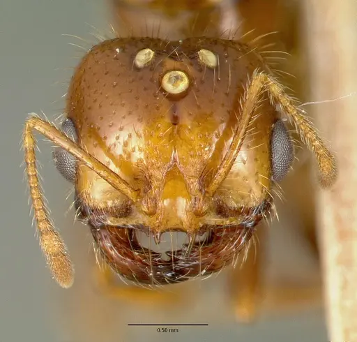 Solenopsis geminata specimen CASTYPE00445-03 image castype00445-03_2