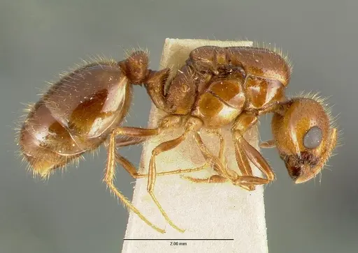 Solenopsis geminata specimen CASTYPE00445-03 image castype00445-03_3