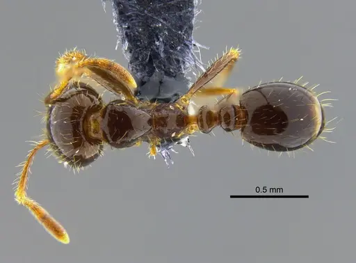 Solenopsis geminata specimen CBUMAGENT42015 image cbumagent42015_1