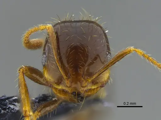 Solenopsis geminata specimen CBUMAGENT42015 image cbumagent42015_2