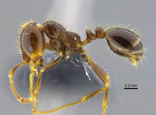 Solenopsis geminata specimen CBUMAGENT42015 image cbumagent42015_3