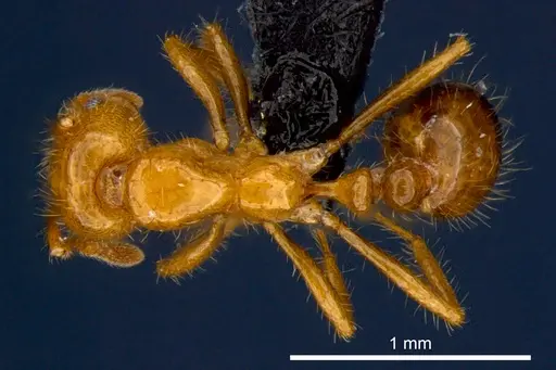 Solenopsis geminata specimen CSIRONC0176 image csironc0176_1