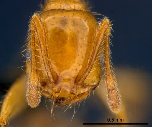 Solenopsis geminata specimen CSIRONC0176 image csironc0176_2