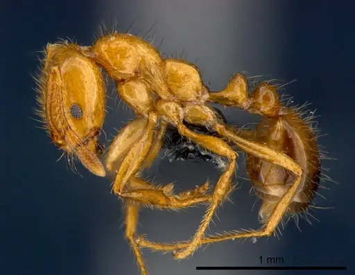 Solenopsis geminata specimen CSIRONC0176 image csironc0176_3